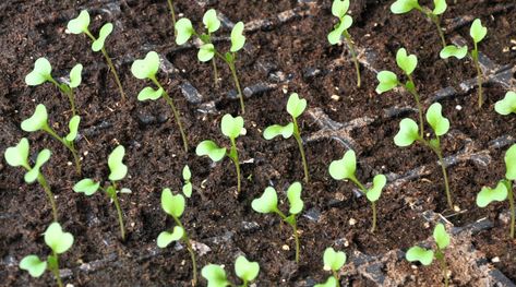 Cabbage Growth Stages: How Fast Does Cabbage Grow? How To Grow Cabbage From Seed, Growing Cabbage From Seed, Cabbage Plants Gardening, Cabbage Growing, Growing Cabbage, Plant Business, Cabbage Plant, Growing Organic Vegetables, Cabbage Seeds