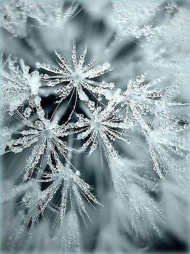 Explore menelwena's photos on Flickr. menelwena has uploaded 464 photos to Flickr. Foto Macro, A Dandelion, Winter Szenen, I Love Winter, Snow Flakes, Winter Love, Airbrush Art, Winter Magic, Winter Scenery