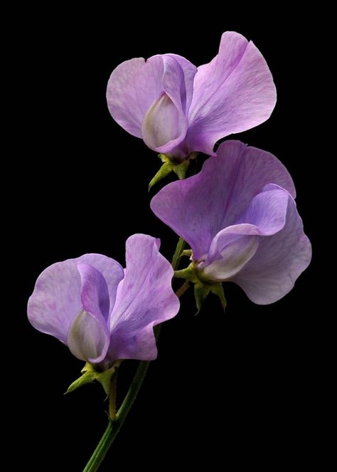 Flowers Photography Aesthetic, Sweetpea Flower, Lathyrus Odoratus, Sweet Pea Flowers, Foto Transfer, Light Blue Flowers, Pea Flower, Sweet Peas, Photography Aesthetic