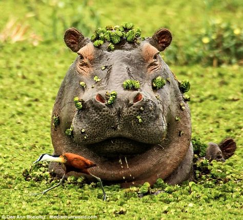 He's behind you! The hippo is seen raising his head above the water  inches away from the African Jacana bird Hippopotamus, Jacana Bird, Cute Hippo, Okavango Delta, African Wildlife, Nature Wildlife, Wildlife Animals, African Animals, African Safari