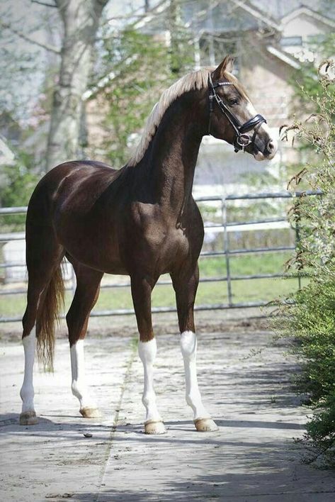 Black Clydesdale Horses, Horse Colours, Warmblood Horses, Pinto Horse, American Saddlebred, Paint Horse, Horse Aesthetic, Most Beautiful Horses, Majestic Horse