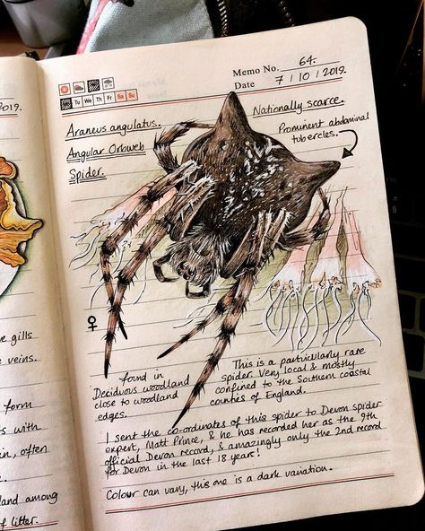 Botanical Sketchbook, Field Journal, Plant Journal, Guided Art, Plant Book, Spider Art, Science Journal, Plant Aesthetic, Brown Art