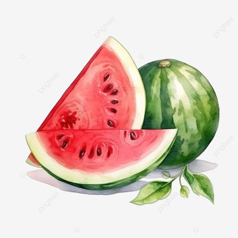 watercolor and drawing for fresh watermelon digital painting of fruits illustration agriculture ba Agriculture Illustration, Agriculture Background, Watermelon Drawing, Watermelon Watercolor, Fruits Illustration, Watermelon Clipart, Illustration Clip Art, Fruit Clipart, Watermelon Art