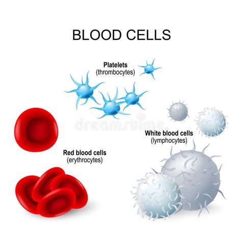 Specialised Cells, Types Of Blood Cells, Cell Diagram, Medical Laboratory Technician, Science Cells, Science Revision, White Blood Cell, Cell Forms, Biology Facts