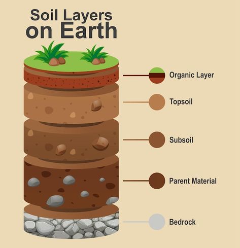 Layers of the earth on white background | Free Vector #Freepik #freevector #science-cartoon #soil-layers #cartoon-earth #geography Layer Of The Earth, Rose Outline Drawing, Cartoon Earth, Soil Contamination, Layers Of The Earth, Rose Outline, Earth Drawings, Profile Drawing, Soil Layers