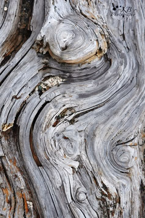 Deforestation Photography, Driftwood Texture, Driftwood Photography, Trees Texture, Taman Air, Tree Textures, Wood Bark, Organic Art, Texture Inspiration