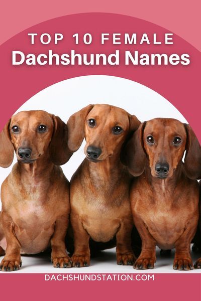 Daschund Art, Dachshund Names, Dachshund Adoption, Cover Ups Tattoo, Brindle Dachshund, Arte Dachshund, Dachshund Facts, Names Male, Dachshund Painting