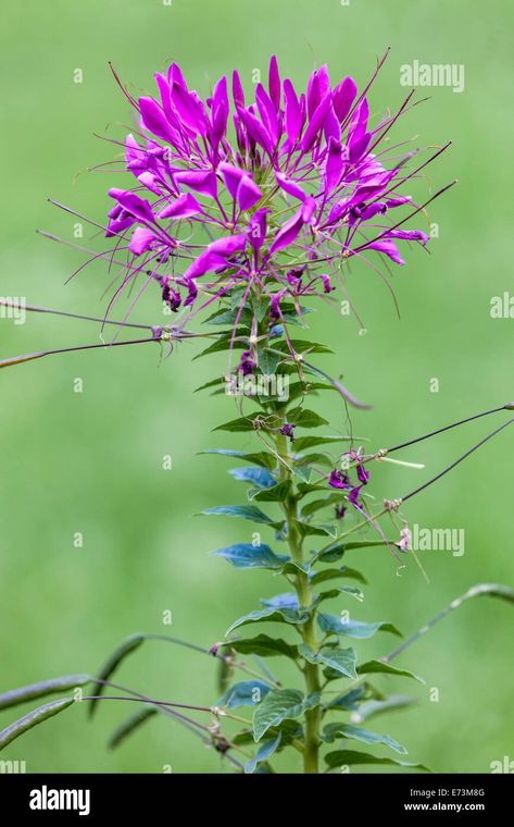 Download this stock image: Spider flower, Single Cleome flower, upright purple flower on stem of Cleome hassleriana - E73M8G from Alamy's library of millions of high resolution stock photos, illustrations and vectors. Cleome Flowers, Spider Flower, Purple Flower, Purple Flowers, Resolution, High Resolution, Stock Images, Stock Photos, Illustrations