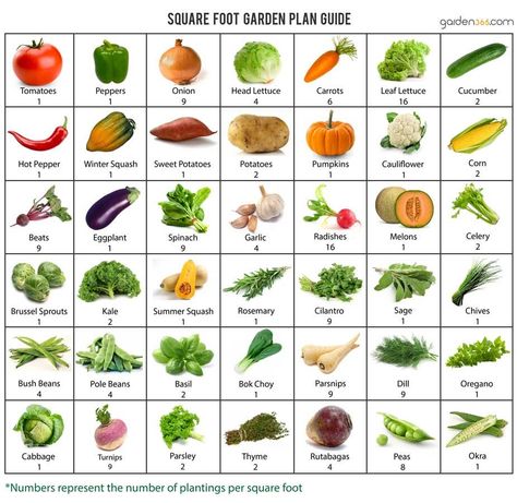 how many vegetable plants in one square foot garden square can you plant? this handy sheet will give you the knowledge Square Foot Gardening Layout, Square Foot Garden, Vegetable Garden Planner, Raised Vegetable Gardens, Veg Patch, Vegetable Plants, Vegetable Garden Raised Beds, Garden Layout Vegetable, Vegetable Garden Planning