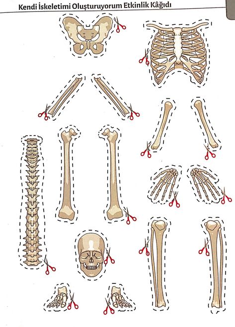 Human Body Science Projects, Human Body Projects, Human Body Science, Human Body Activities, Science Models, Science Crafts, Human Body Anatomy, Kindergarten Learning Activities, Human Body Systems