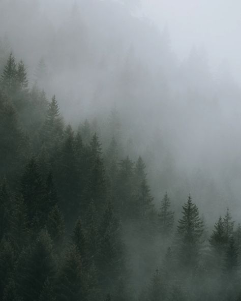 green pine trees covered with fog photo – Free Grey Image on Unsplash Rainy Pine Forest Aesthetic, Green And Grey Aesthetic Wallpaper, Sage Green Asthetics Photos Wallpaper, Grey Green Asthetics, Green Fog Aesthetic, Loki Astethic, Trees Astethic, Grey Asthetics Photos, Dark Green Asthetics Photos