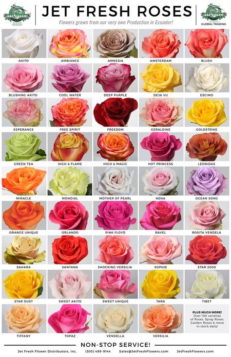 Roses Types, Rose Color Meanings, Flower Planting, Flower Chart, Rose Gardening, List Of Flowers, Rose Varieties, Flower Guide, Types Of Roses