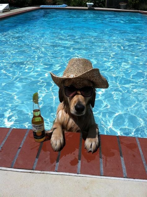 "Warm sun, cool water, and my favorite beer. Life is sweet!" - 39 Animals Who Love Hanging Around the Pool Like the Rest of Us Poolside Quotes, Disney Buzzfeed, Summer Swimming Pool, Quotes Summer, Funny Good Morning Quotes, Loyal Friends, Quotes Disney, Trendy Quotes, Family Drama