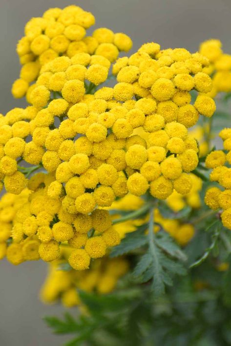 Closeup of blooming common yarrow, with small yellow flowers in a tight cluster. Yellow Button Flowers, Common Yarrow, Yellow Yarrow, Wildflower Mural, Yellow Building, Late Summer Flowers, Small Yellow Flowers, Filler Flowers, Rainbow Garden