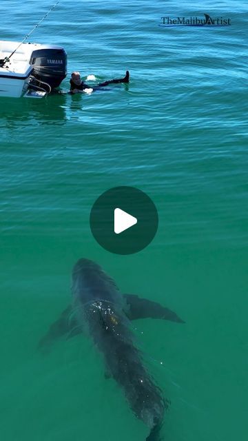 Shark Fish, Catch Of The Day, Two Sharks, Shark Video, Funny Beach Pictures Hilarious, Fish In Water, Fish Videos, Interesting Videos, Amazing Video