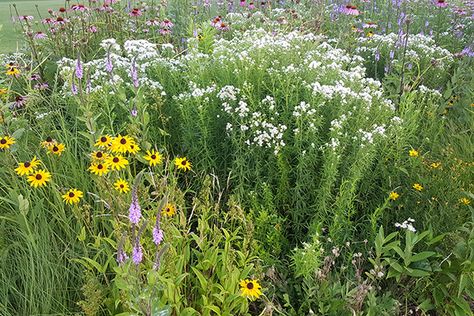 Mountain Mint (Pycnanthemum virginianum) : Prairie Nursery Prairie Nursery, Mountain Mint, Garden Bed Layout, Native Gardens, Street Trees, Nyc Park, Rain Garden, Native Garden, Edible Plants