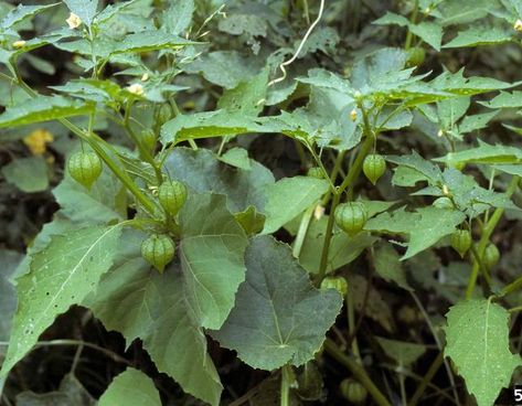 Common Ground Cherry (Plants With Fruits) Ground Cherry, Cherry Plant, Wild Edibles, Vascular Plant, Common Ground, Salsa Verde, Fresh Berries, Field Guide, Mexican Restaurant