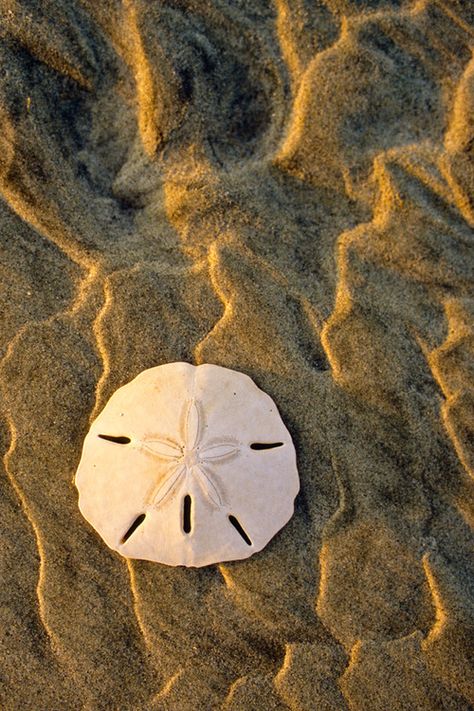 Sand Dollar Sea Dollar, Shells Photography, Sea Sand, Sand Photos, Ocean Shells, Sand Dollar Wallpaper, Sand Dollar Watercolor, Sand Dollar Clip Art, Sand Dollar Shell