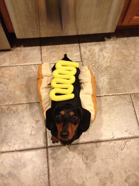 Hot dog! Weenie Dogs Funny, Dog Weiner, Puppy Halloween Costumes, Hot Diggity Dog, Dog Day, Very Cute Dogs, Weenie Dogs, Mini Dachshund