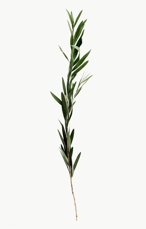 Plant On White Background, Plants On White Background, Plants With White Background, Eucalyptus Aesthetic, Plants White Background, Eucalyptus Photography, Watercolor Branches, Flower On White Background, Simple Watercolor