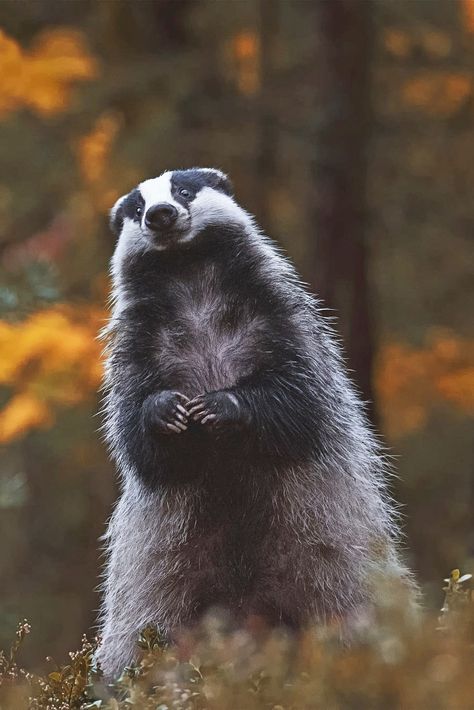 Forest Animals Photography, Honey Badger Aesthetic, Badger Reference, English Badger, Badger Aesthetic, Badger Photography, Badger Images, Badger Animal, European Nature