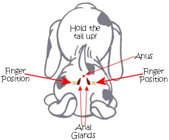 Dog Glands, Lou Dog, Dog Decorations, Vet Medicine, Dog Grooming Tips, Grooming Salon, Grooming Tips, Dog Info, Veterinary Clinic