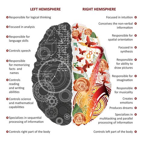 Left Vs Right Brain, Brain Anatomy And Function, Left Brain Right Brain, Brain Illustration, Corpus Callosum, Brain Facts, Brain Anatomy, Brain Art, Information Processing