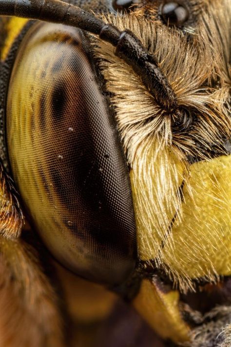 Fairy Reference, Wool Carder Bee, Animal Close Up, Microscopic Photography, Micro Photography, Bugs Life, Insects Theme, Insect Photography, Bees And Wasps