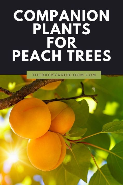 Companion Plants for Peach Trees Alberta Peach Tree, Peach Tree Guild Plans, Companion Plants For Peach Trees, Companion Planting Fruit Trees, Flowering Peach Tree, Companion Plants For Fruit Trees, Apricot Tree Companion Plants, Peach Tree Companion Plants, Planting Peach Trees