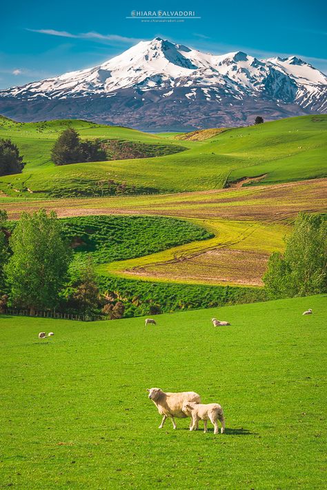 New Zealand Photography, New Zealand North Island, New Zealand Mountains, New Zealand Sheep, New Zealand Country, North Island New Zealand, Sea Scape, New Zealand Adventure, Nz Travel