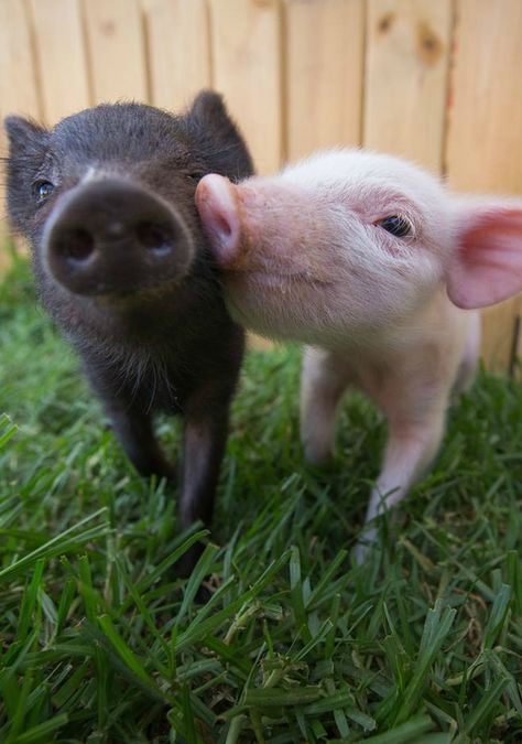 These two little piglets formed the most adorable friendship, complete with joint naps, training sessions and romps around the fields. Teacup Pig, Baby Tortoise, Regnul Animal, Baby Hamster, Teacup Pigs, Small Pigs, Cute Piglets, Mini Pigs