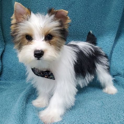 Yorkshire Terrier Breeders, Yorkie Poo Puppies, Yorkie Puppies For Adoption, Yorkie Breeders, Morkie Puppies For Sale, Yorkshire Puppies, Teacup Yorkie For Sale, Yorkie Puppies For Sale, Biewer Yorkie