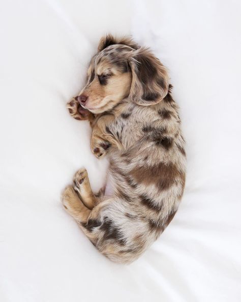 Honeydew the Dachshund on Instagram: “am heckin sleepy today😴 #mondaymood” Daschund Puppies, Dapple Dachshund Puppy, Dachshund Puppy Miniature, Dapple Dachshund, Cute Animals Puppies, Very Cute Dogs, Really Cute Dogs, Weenie Dogs