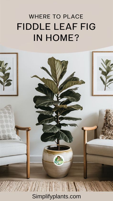 "Fiddle leaf fig care, indoor plant placement, best location for fiddle leaf 
fig, light requirements for fiddle leaf fig, fiddle leaf fig decor, fiddle 
leaf fig styling, fiddle leaf fig tips, fiddle leaf fig maintenance, fiddle 
leaf fig growth, fiddle leaf fig design." Fiddle Leaf In Living Room, Fiddle Leaf In Bedroom, Fiddle Leaf Tree Living Room, Fiddle Leaf Fig Tree Indoor, Small Fiddle Leaf Plant, Fiddle Leaf Tree Bedroom, Tall Fiddle Leaf Tree, Leggy Fiddle Leaf Fig, Notching Fiddle Leaf Fig