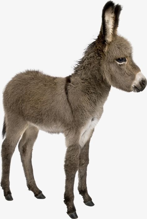 Donkey Images Pictures, Donkey Animal, Donkey Images, Farm Clipart, Miniature Donkey, Animal Cutouts, Cute Donkey, Scary Animals, Animal Png