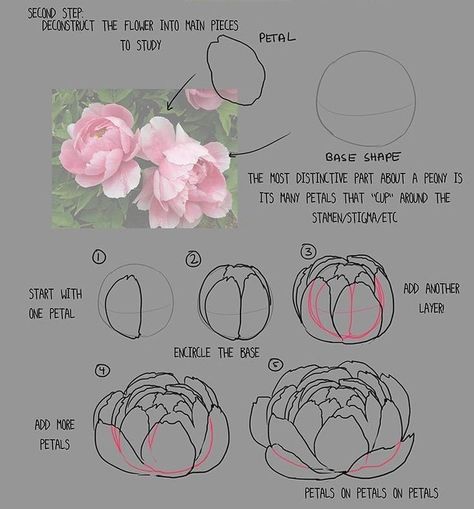 Peony Drawing, Arte Doodle, Flower Drawing Tutorials, Flower Art Drawing, Watercolor Flower Art, Simple Acrylic Paintings, Beginner Painting, Flower Art Painting, Flower Tutorial