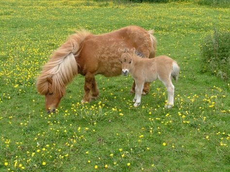 Miniature Shetland Pony, Mini Shetland, Miniature Horses For Sale, Shetland Ponies, Stunning Horses, Miniature Ponies, Mini Horses, Mini Donkey, Miniature Horses