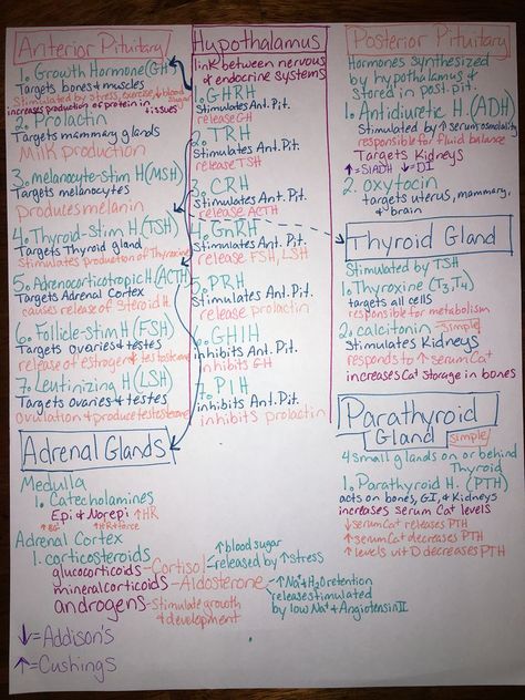 Endocrine Nursing, Nutrition Nursing, Endocrine System Nursing, Endocrine Hormones, Nursing Cheat Sheet, Nurse Practitioner School, Nursing Cheat, Pa School, Pharmacy School