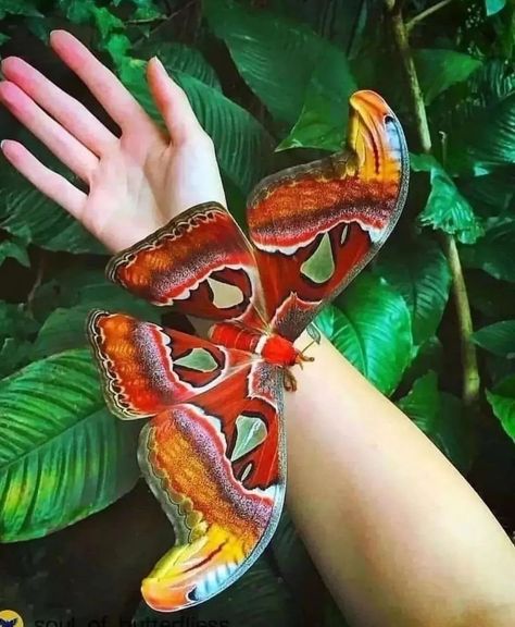 Faerie Aesthetic, Large Moth, Most Beautiful Butterfly, Atlas Moth, Moth Tattoo, Animal Antics, Beautiful Bugs, Beautiful Butterflies, Beautiful Creatures