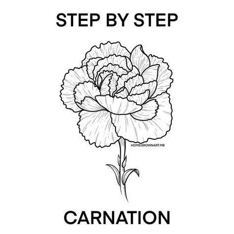 Kaily Wilson on Instagram: "STEP BY STEP CARNATION A first for carnation tutorials on this page, but I had so much fun doing it. Today is the final tutorial of the week long - 100k partay 🥳. I’ll be taking tomorrow (Wednesday tutorial) off to recover a bit, and I’ll be back with you Friday for the next one! I hope you were able to take something away from this past week, thank you so much for being here. I wouldn’t be able to do what I do without you 🙂 ❤️Kaily" Carnation Flower Tattoo Stencil, Carnation Sketch Simple, How To Draw A Carnation Step By Step, Easy Carnation Drawing, How To Draw Carnations Step By Step, Draw Carnation Flower, How To Draw A Carnation, How To Draw Carnations, Carnation Flower Outline