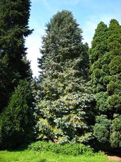 Chamaecyparis Lawsoniana, Port Orford Cedar, Grass Hay, Tree Bed, Cedar Trees, Fruit Seeds, Cypress Trees, Tree Seeds, Clay Soil