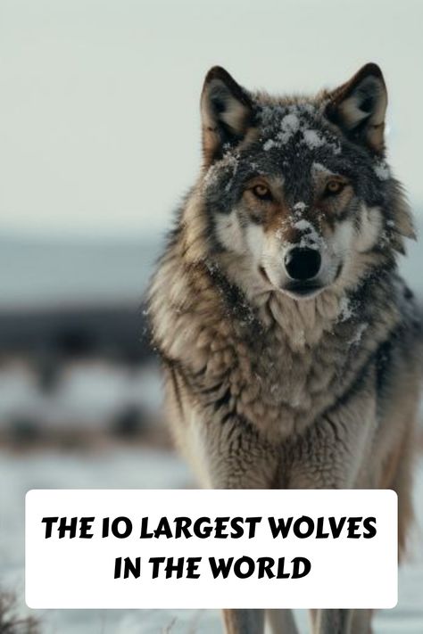 Gray wolf standing in a snowy landscape with text overlay "The 10 Largest Wolves in the World." Wolf Pictures Wildlife Photography, Northwestern Wolf, Wolves And Ravens, Eurasian Wolf, Lone Wolf Quotes, Largest Wolf, Arctic Tundra, Arctic Wolf, Majestic Creatures