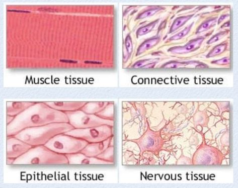 Histology! ♦ Muscle tissue is highly cellular, well-vascularized tissue that is responsible for most types of body movement♦ Connective tissue protects, supports and binds together different parts of the body (e.g., fat, ligaments, tendons, fascia)♦ Epithelial tissue is composed of sheets of cells that cover a body surface or line a body cavity (e.g., skin, inner and/or outer lining of the organs, etc.)♦ Nervous tissue consists of neurons and supporting cells Nervous Tissue, Epithelial Tissue, Connective Tissue Drawing, Nursing Student Humor, Learn Biology, Medical Words, Body Cells, Basic Anatomy And Physiology, Nurse Study Notes