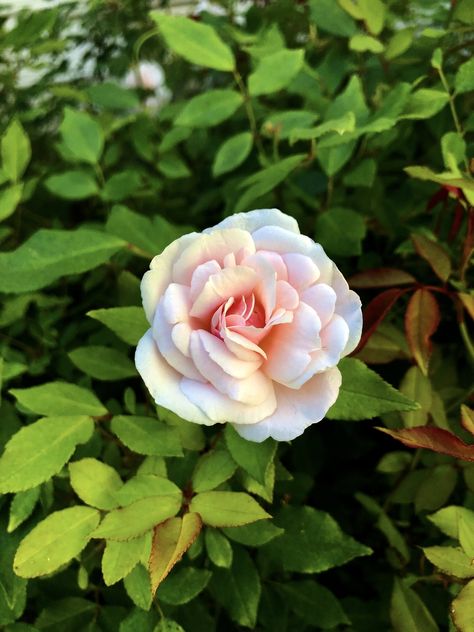 Rosa chinensis (Butterfly Rose, China Rose) | North Carolina Extension Gardener Plant Toolbox China Rose Flower, Pollinator Garden Design, Pruning Shrubs, Dessert Rose, Soil Texture, Scale Insects, Plant Light, Japanese Beetles, Winter Fruit