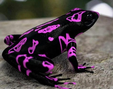 This is the Costa Rican variable harlequin toad (Atelopus varius), also known as the clown frog. - Imgur Frog Species, Black Frog, Amazing Frog, Dart Frog, Most Beautiful Animals, Rare Animals, Animal Species, Colorful Animals, Frog And Toad