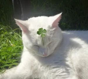 What Does It Mean When a Stray Cat Follows You - Spiritual Unite White Cat, Green, White