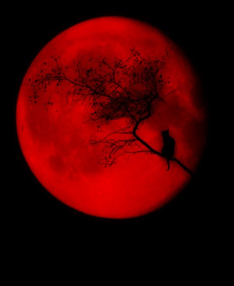 MALINCONIA LEGGERA The Magic Faraway Tree, Faraway Tree, Shoot The Moon, Slaap Lekker, Red Moon, Beautiful Moon, Blood Moon, Red Wallpaper, Red Aesthetic