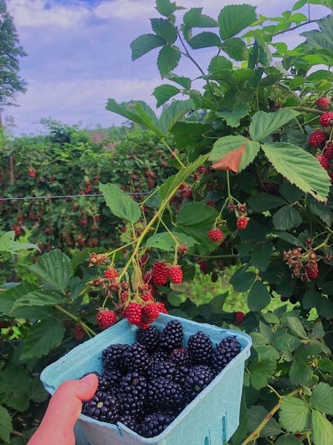 Dream Life Cottagecore, Woofing Aesthetic, Edible Garden Aesthetic, Summer Berries Aesthetic, Pick Your Own Berry Farm, How To Live A Natural Lifestyle, Fruit And Veggie Garden Aesthetic, Cute Garden Aesthetic, Nature Lifestyle Aesthetic