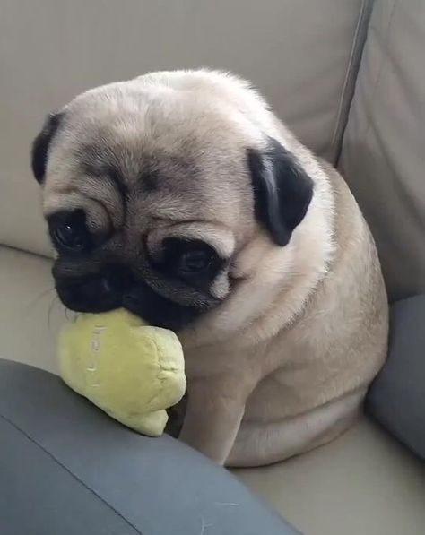 Pugs Cute, Funny Pug Videos, Pug Videos, Dog Snapchats, Cute Pug Puppies, Very Cute Puppies, Baby Pugs, Cute Small Animals, Pet Memes