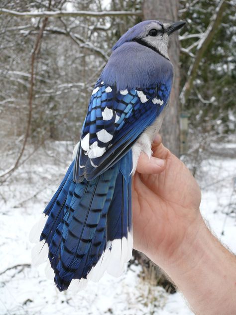 Powdermill Nature Reserve is at Powdermill Nature Reserve.Like Page We're a little late in posting this, but it still deserves a mention—our first bird banded at Powdermill for 2019 was a Blue Jay! It was our ninth bird of the day on January 3rd (we had to wait until 10:39 in the morning, and get through eight recapped juncos and titmice before we had our first new bird!). This was a nice catch for us as we only band an average of 31 Blue Jays per year. Crooked Smile Aesthetic, Photo Animaliere, Tomioka Giyuu, Animale Rare, Pretty Animals, Haiwan Peliharaan, Silly Animals, Cute Wild Animals, Cute Animal Photos